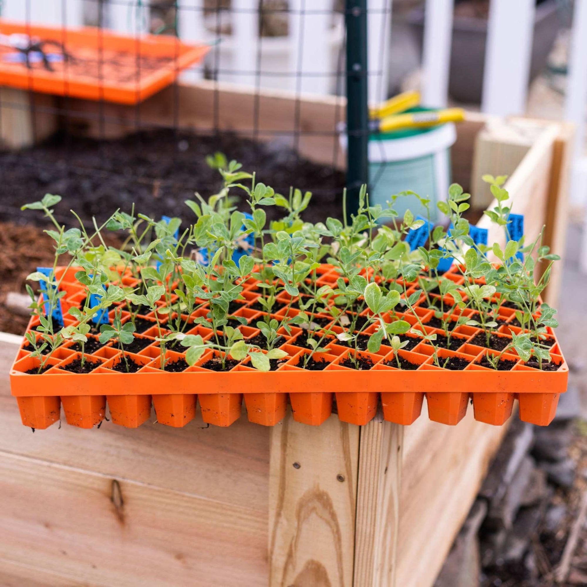 72 Cell Air Pruning Tray Orange