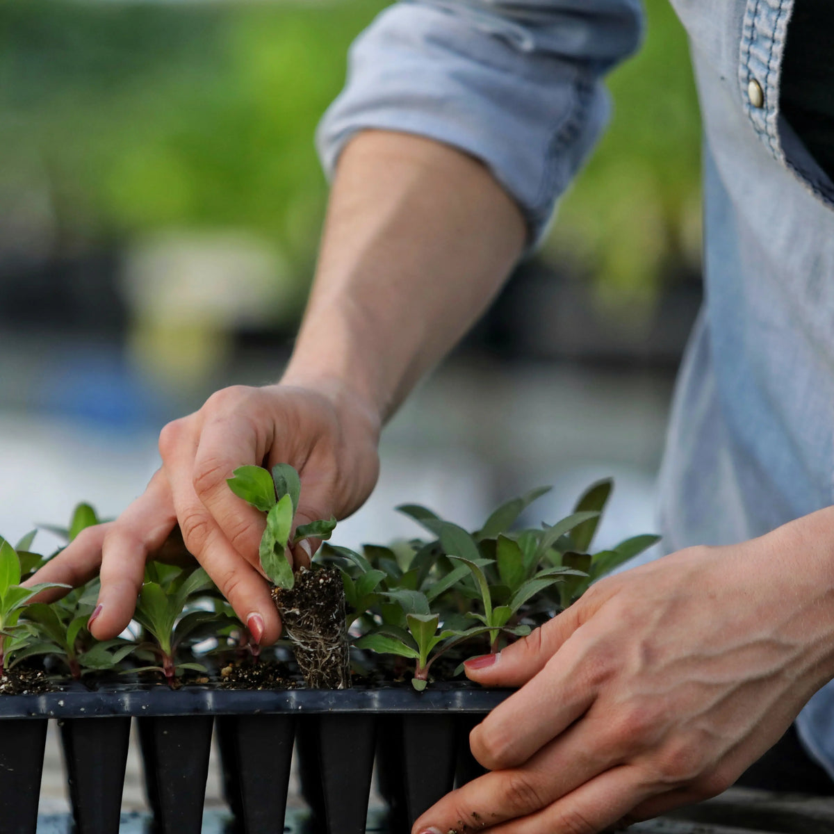 Grower pushing popper through tray and removing a seed start from the cell tray.