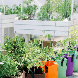 Grow Bags in a garden setting