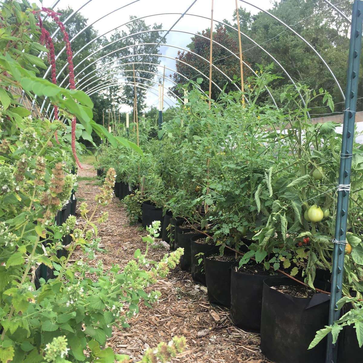 Growing Tomatoes in Grow Bags: A Comprehensive Guide