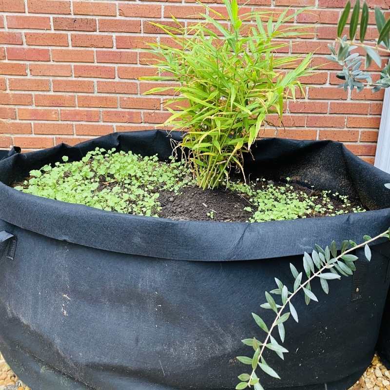 Grow Bags for Easy Raised Beds in your Urban Garden