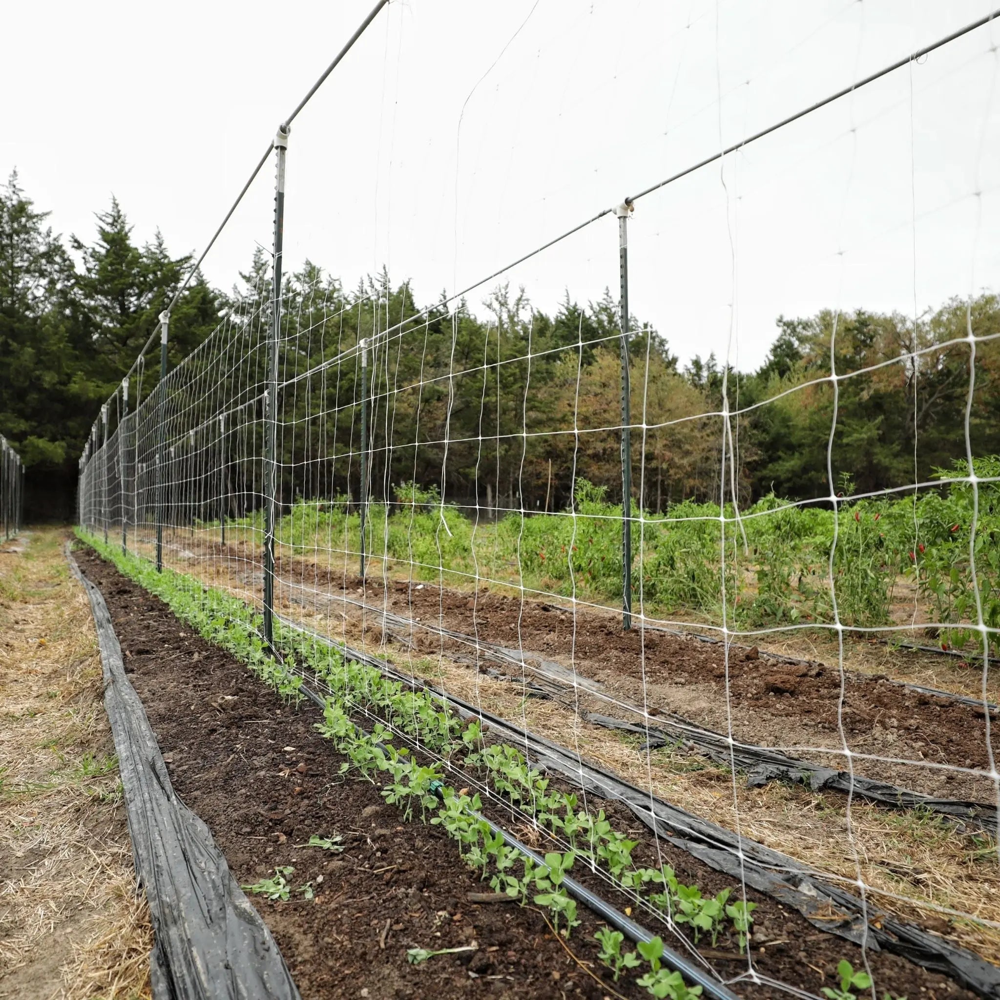 green plastic trellis netting for climbing plants Trellis Netting