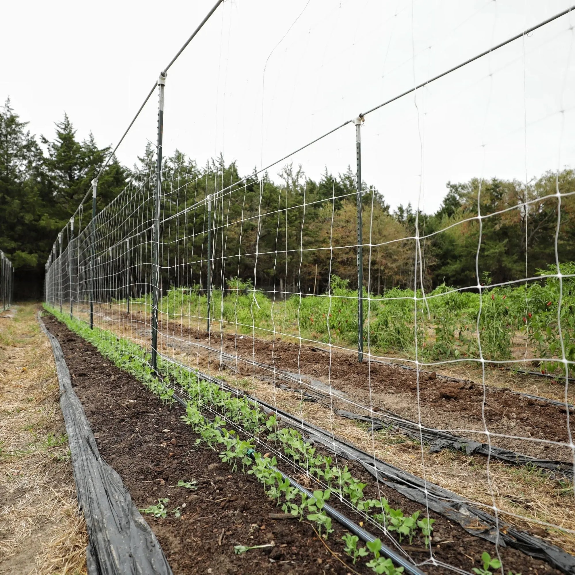 plastic trellis for climbing plants Trellis Netting