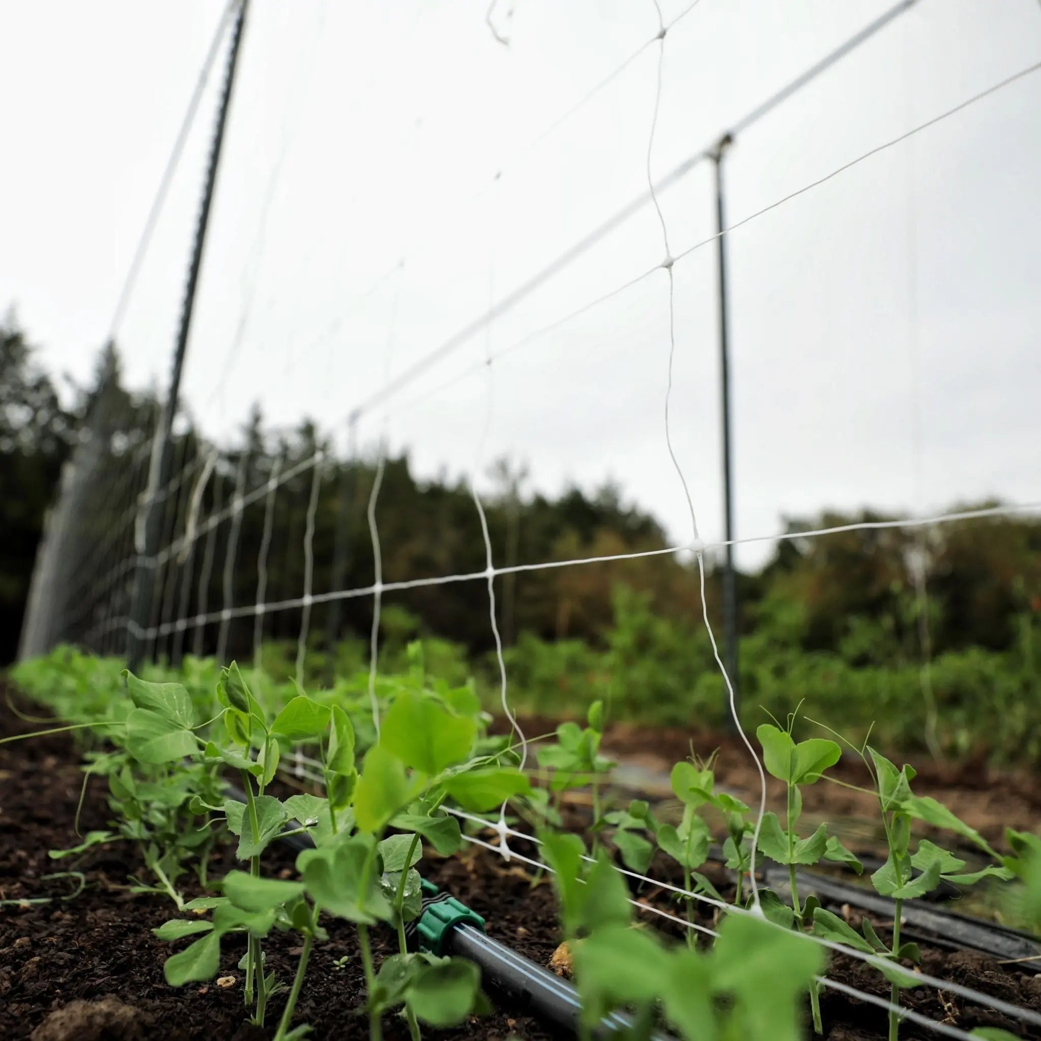 plastic plant support mesh Trellis Netting