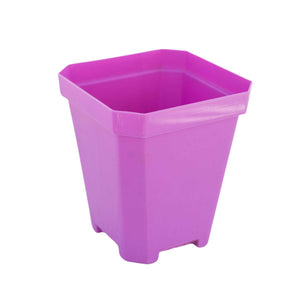 purple 5" pot