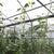 RollerTomHookLineGreenhouse