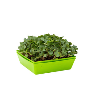 Shallow 5x5 Tray Green with and without holes stacked with microgreens