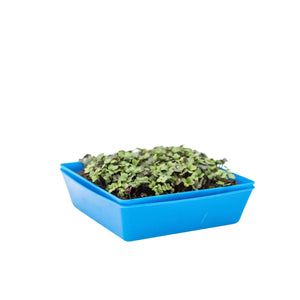 Blue Shallow 5x5 Tray with and without holes stacked and planted with microgreens