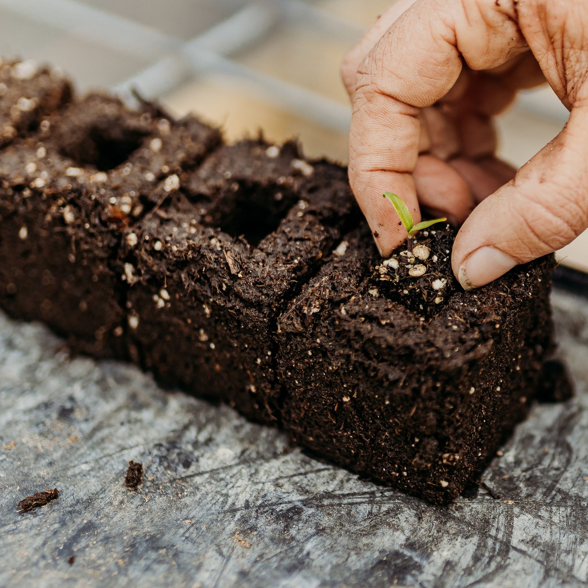 Transplanting from Micro 20 to 2" cube