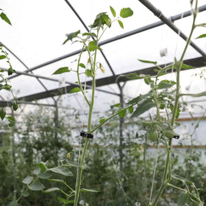 Plant Support Vine Clips