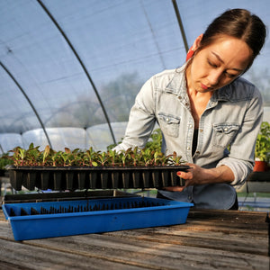 Grower using plug popper to remove starts from a 128 cell tray.