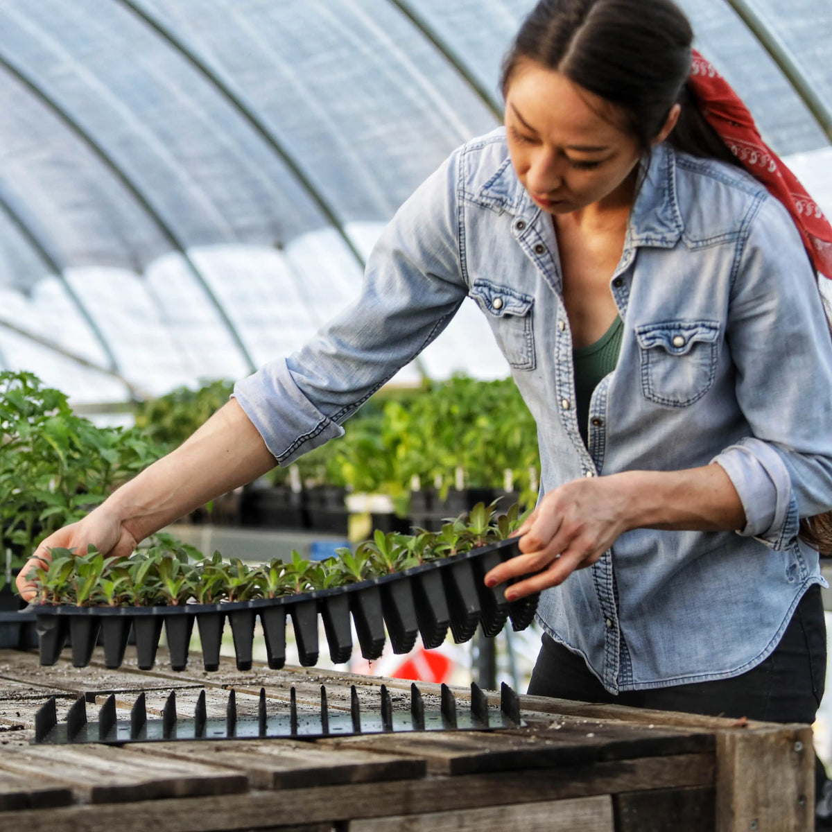 Grower using plug popper tool to remove seedling starts in a cell tray.
