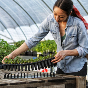 Grower using plug popper tool to remove seedling starts in a cell tray.