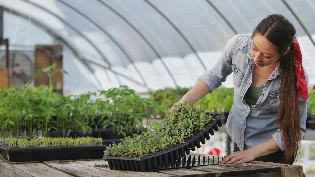 Shows plug popper being used to remove seedlings from a cell tray