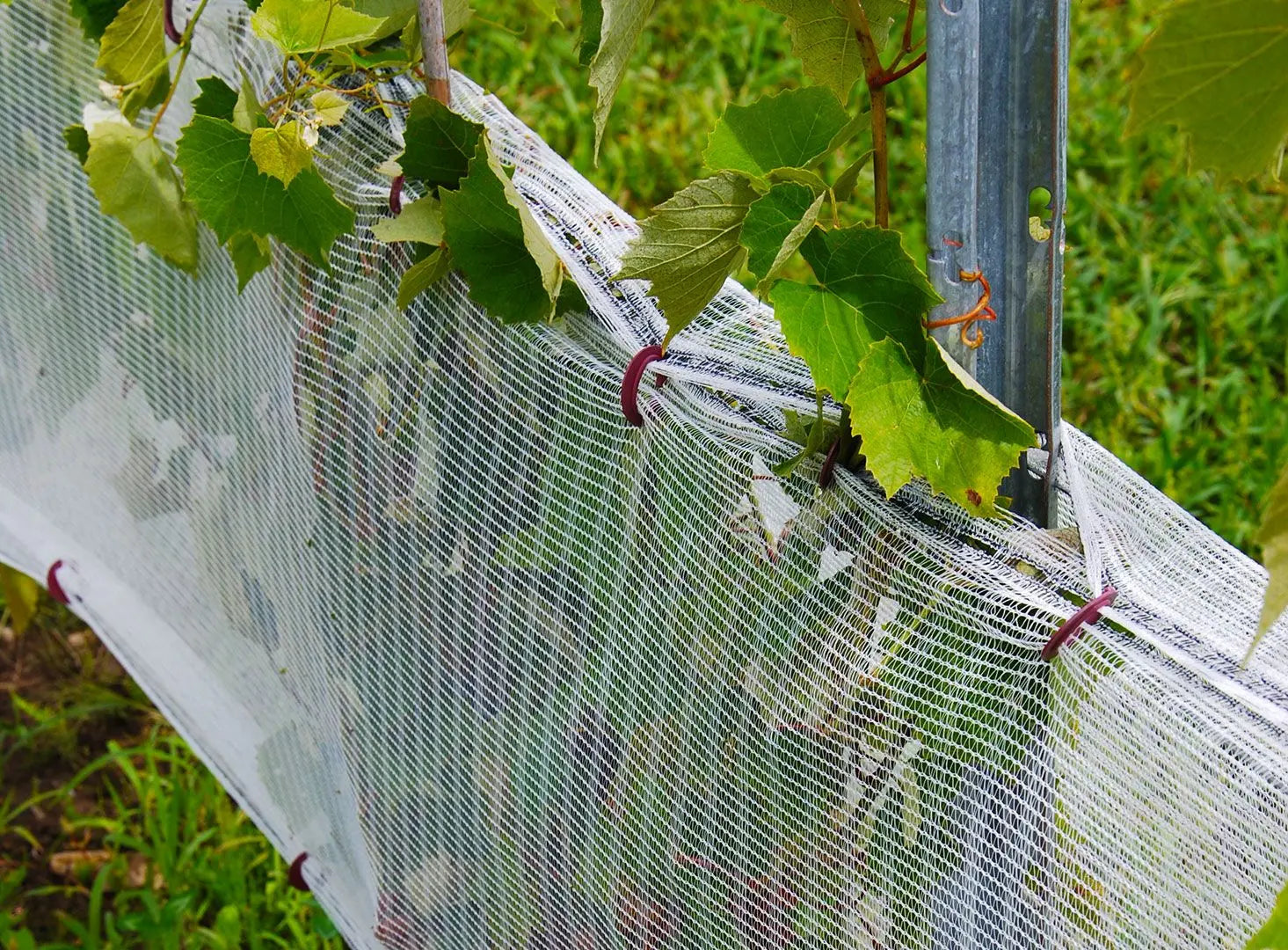 Bird netting shop