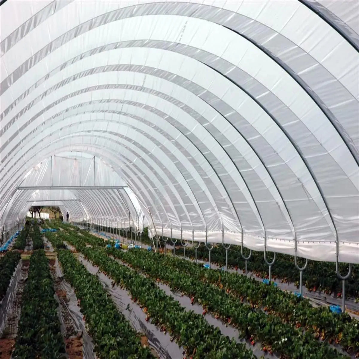 Greenhouse Woven Plastic 11 mil- Solarig 182