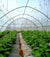 Greenhouse Woven Plastic 11 mil- Solarig 182